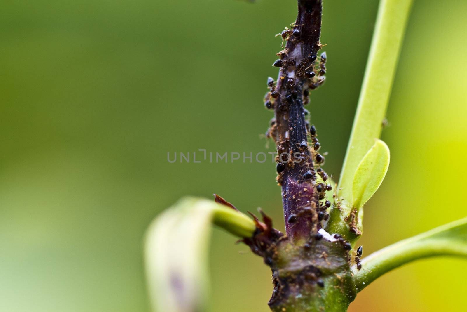 ants crawling on a dried plant shoot with green bokeh background