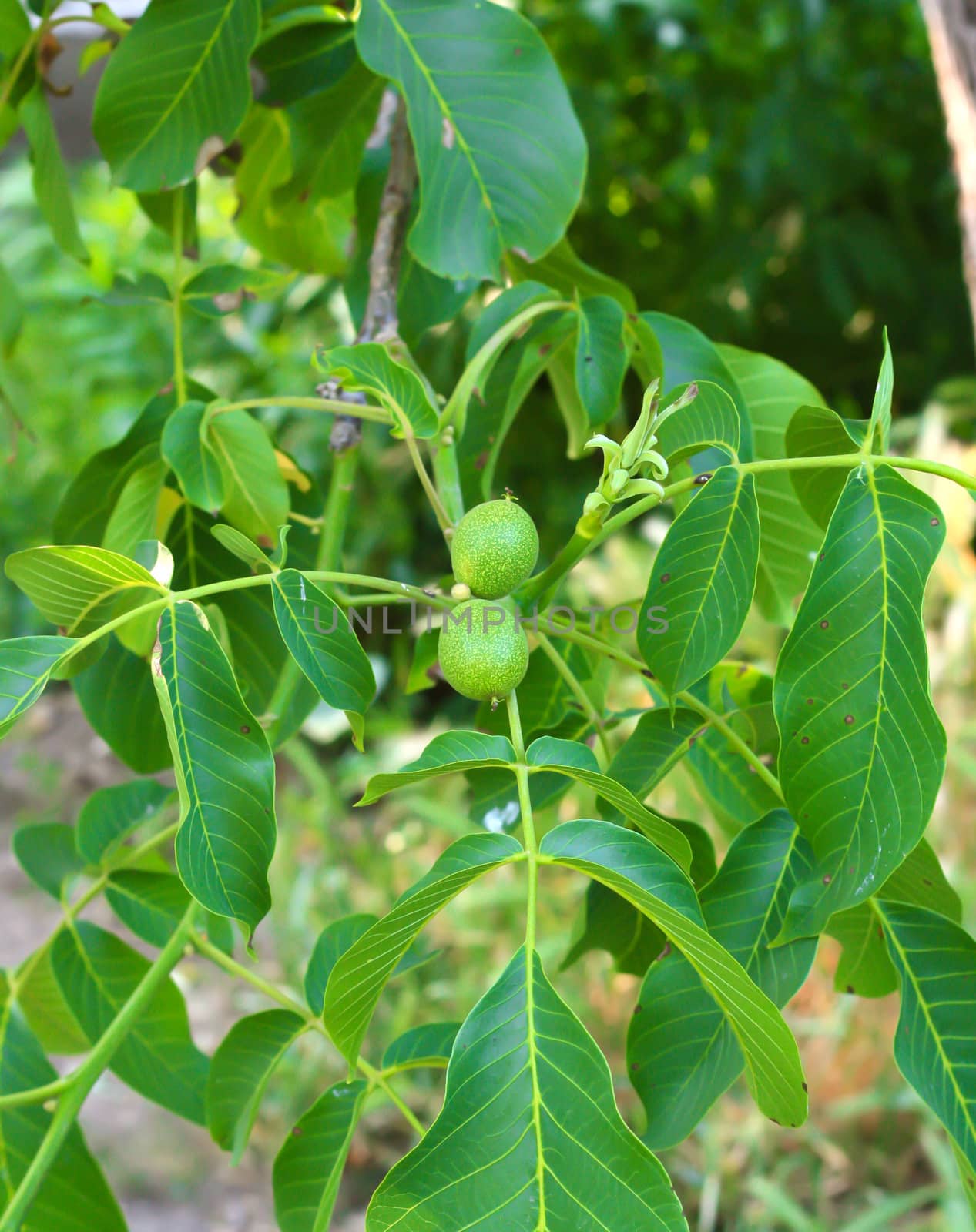 Green walnuts growing on a tree, close up 