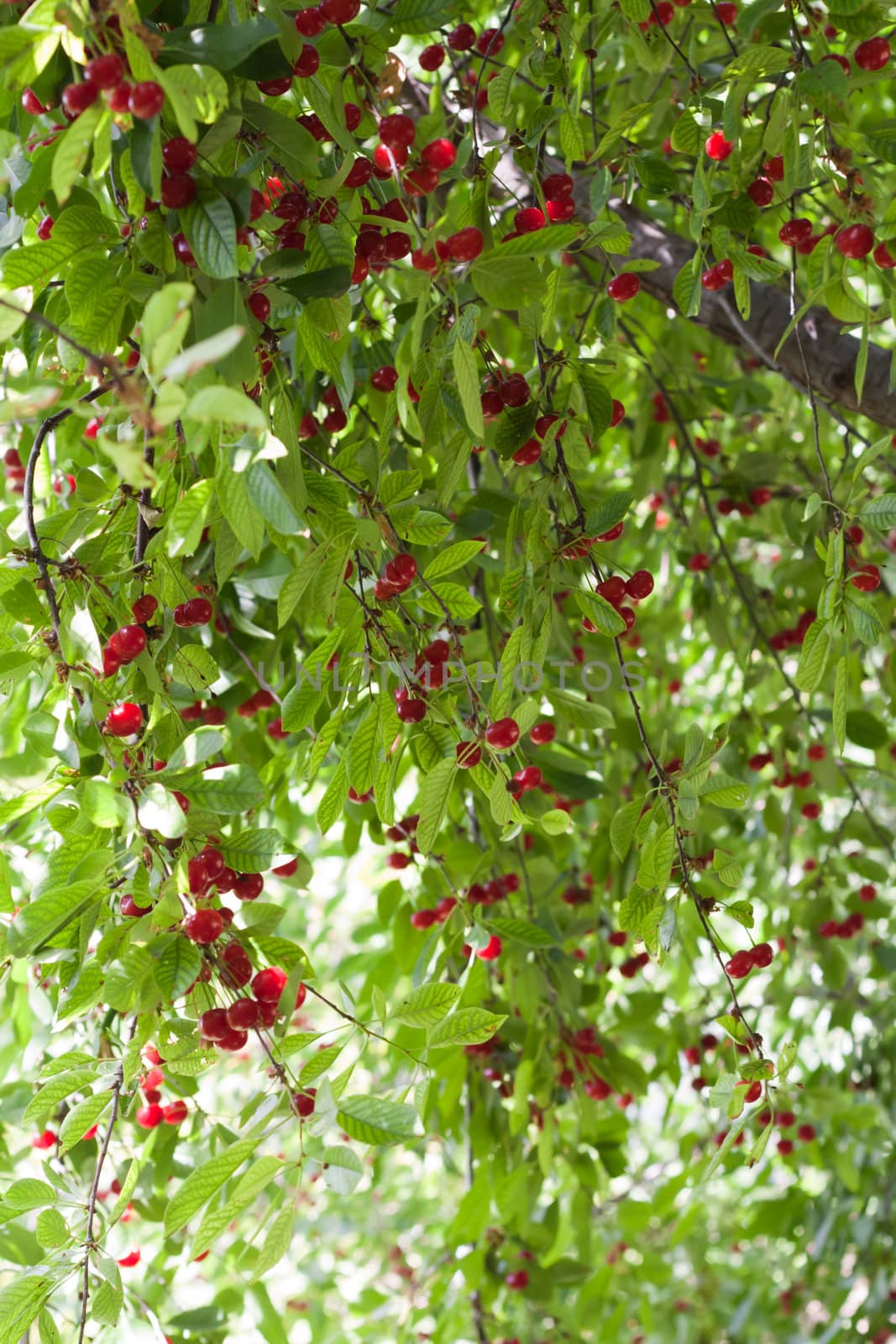 cherries on the tree by schankz