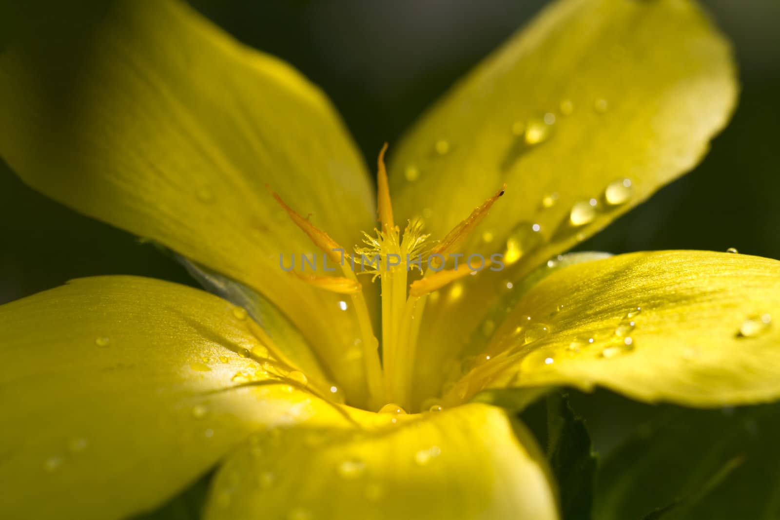 Droplets on Flower Petals by azamshah72
