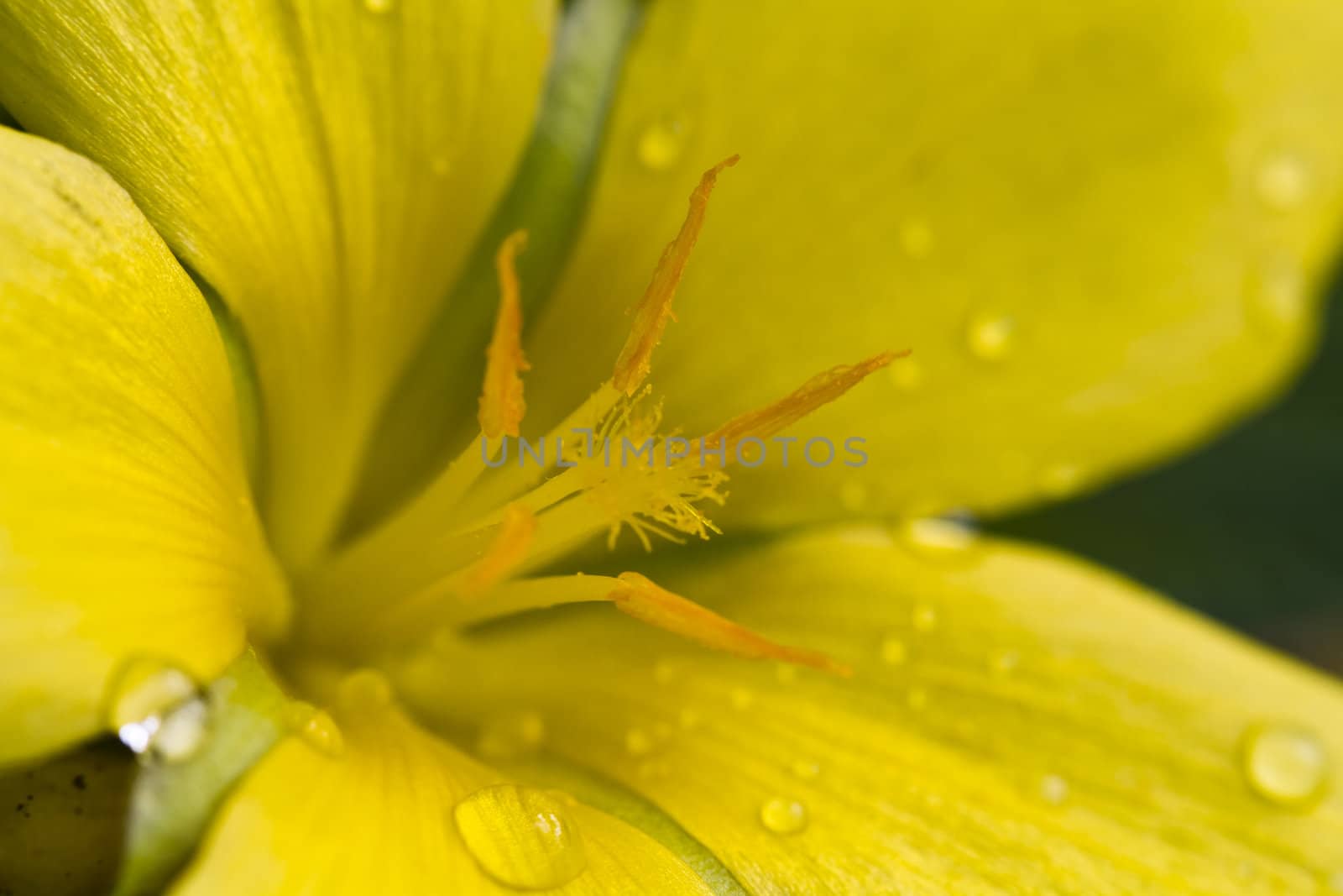 close up view of water droplets on a yellow flower petals with sun ray and dark background