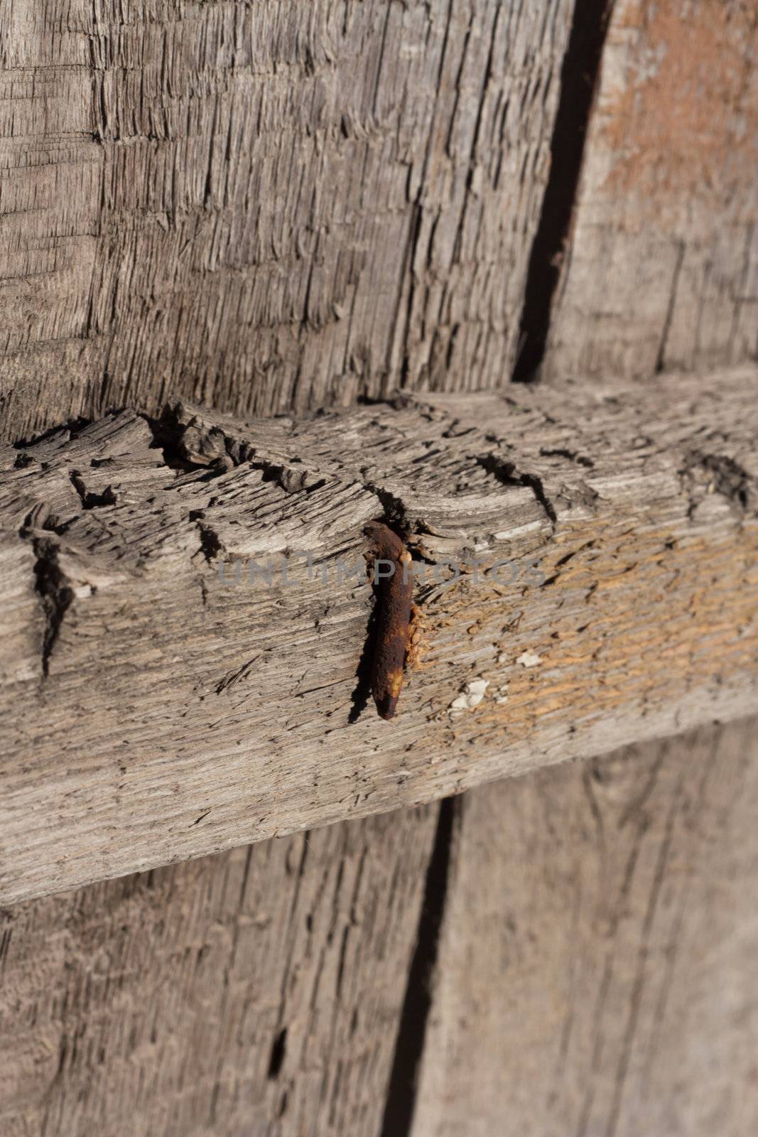 Rusty nail in obsolete wood plank