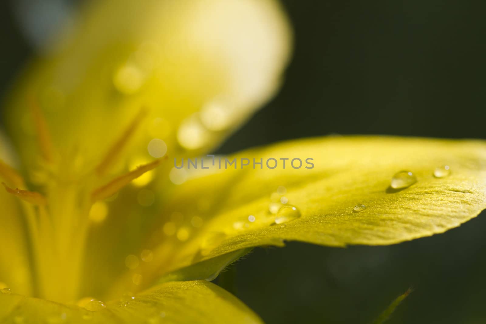 close up view of water droplets on a yellow flower petals with sun ray and dark background