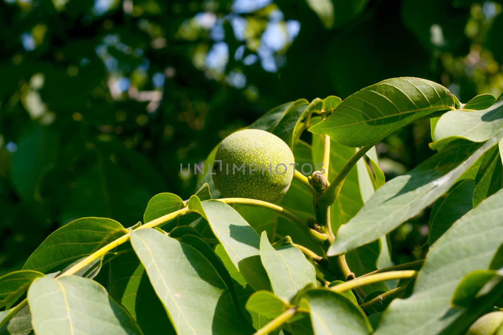 walnut on a tree by schankz