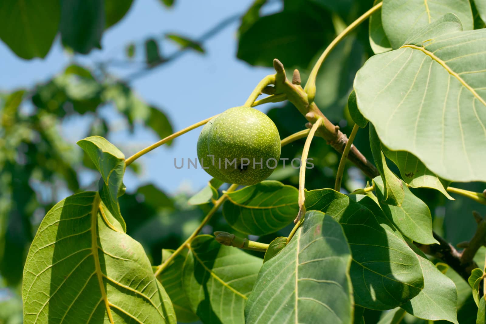 Green walnuts  by schankz