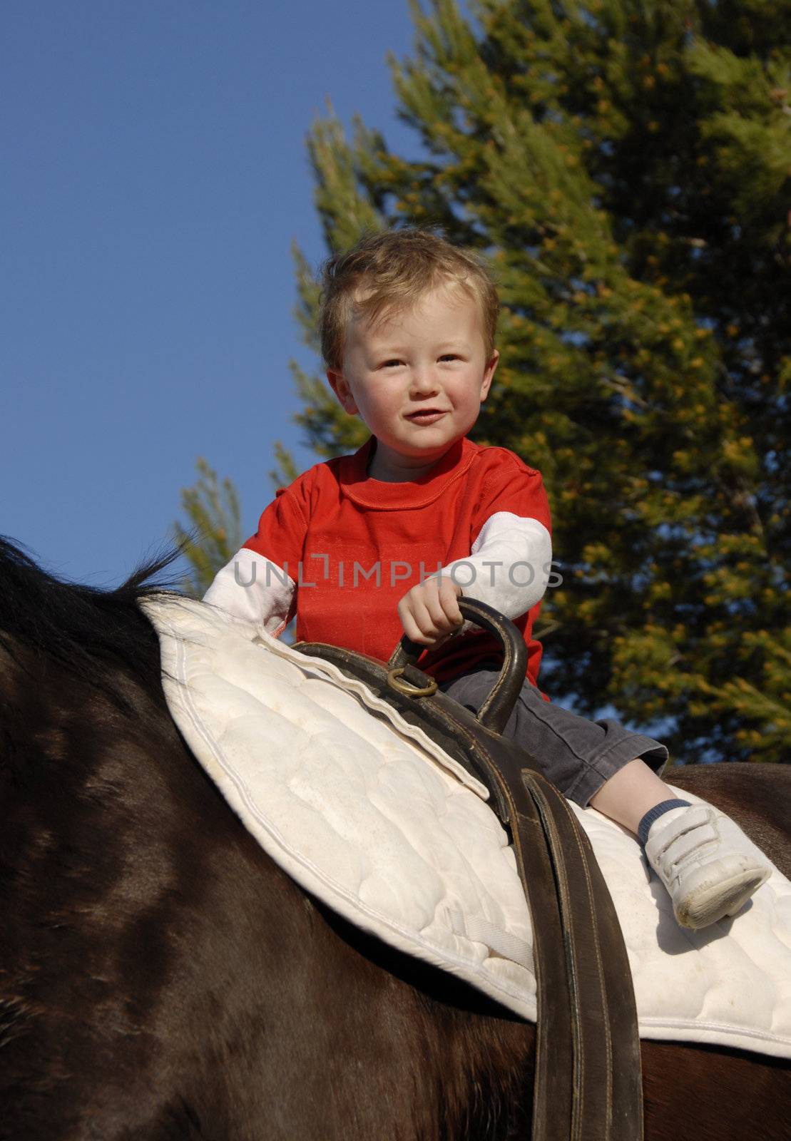 very young boy on a big brown horse
