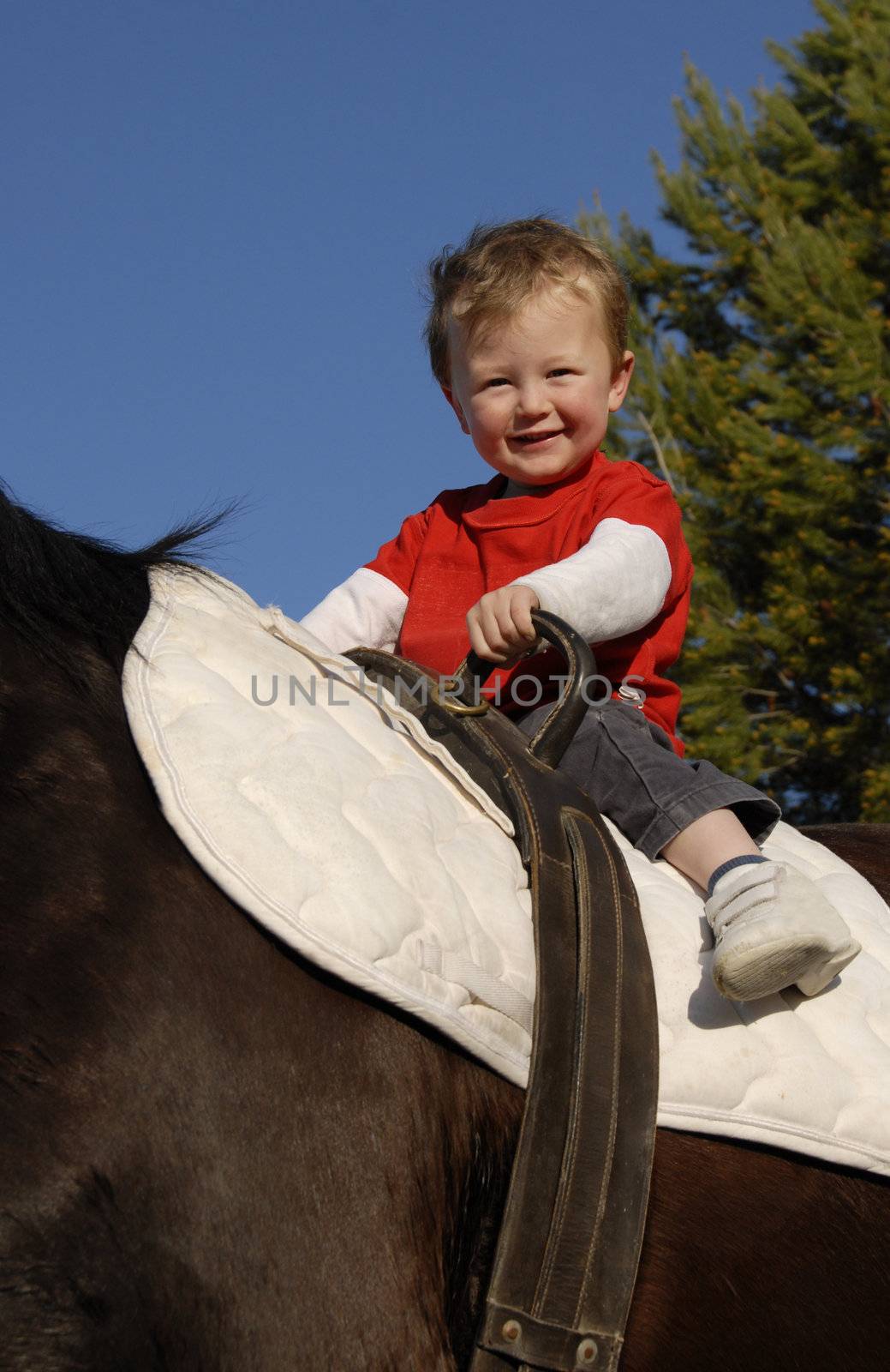 very young boy on a big brown horse