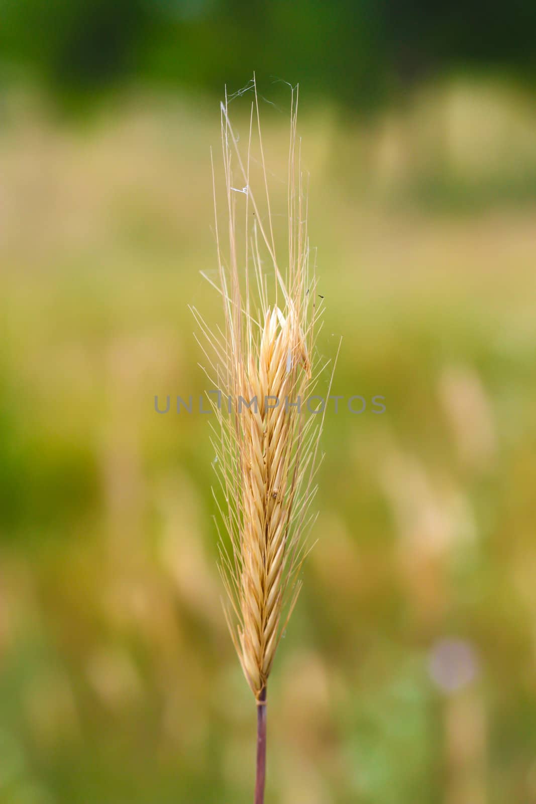 an ear of wheat on a green background