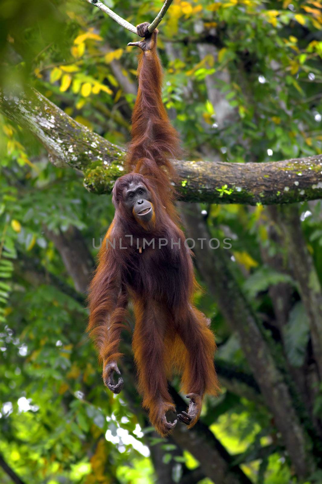 Orangutan in the jungle in Borneo, Malaysia