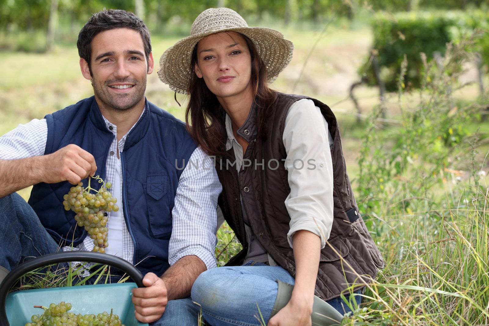 Couple picking grapes in a vineyard