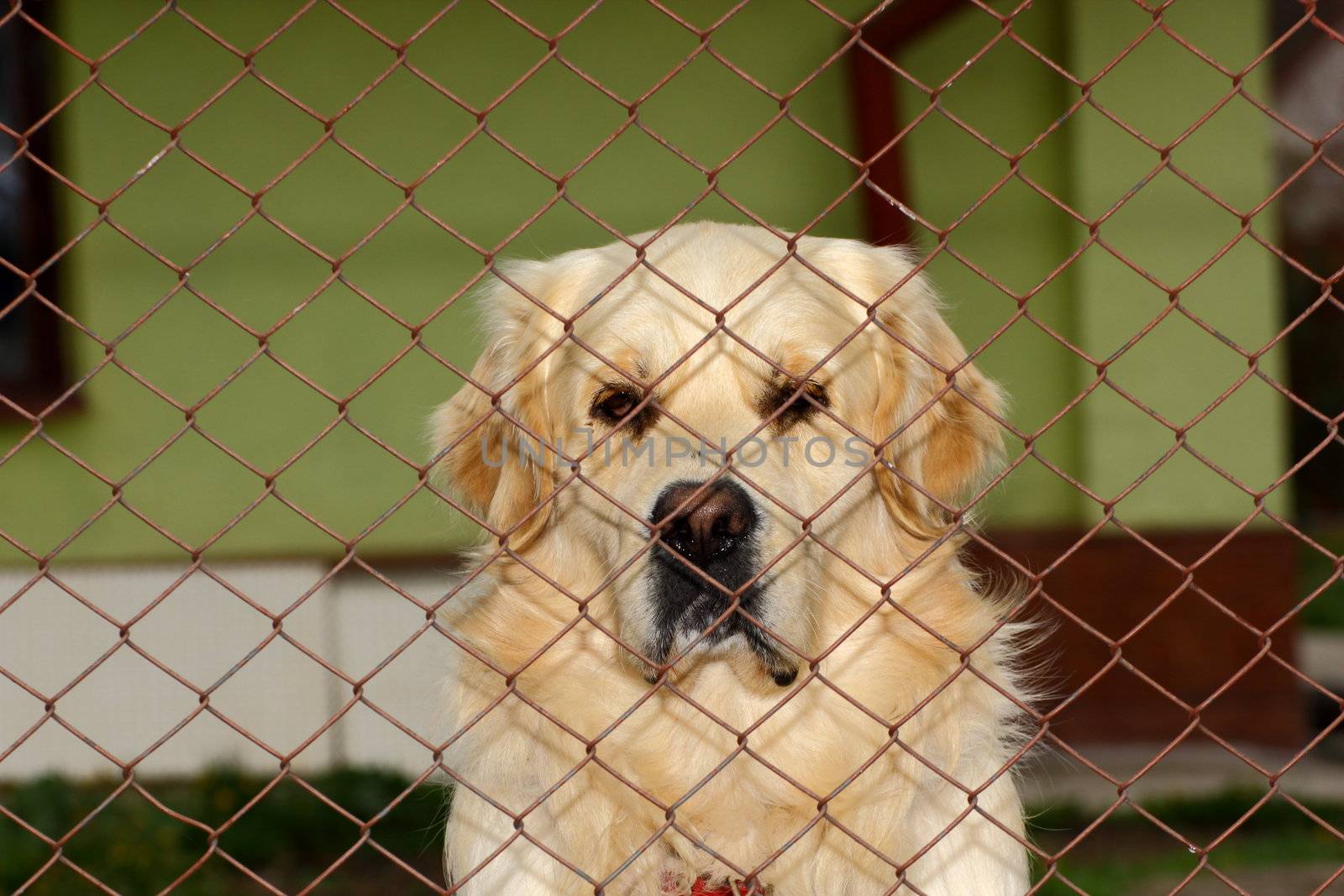 sad dog being closed in its pen