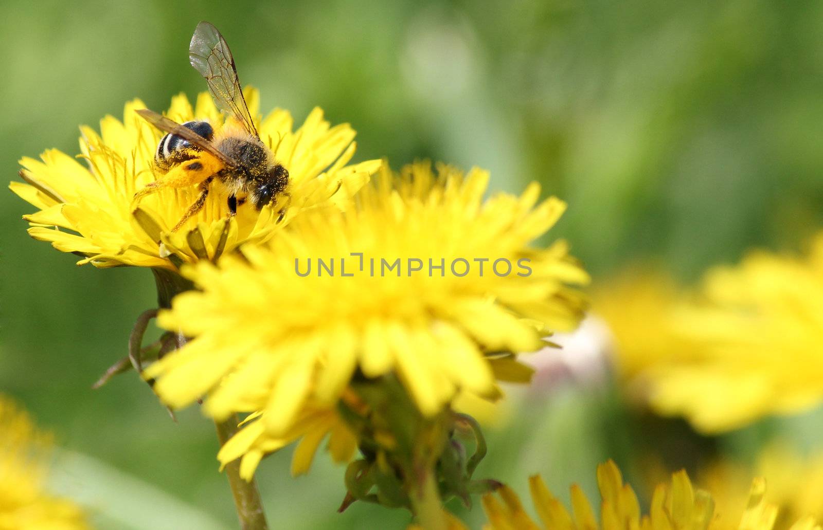 bee on yellow dandelion