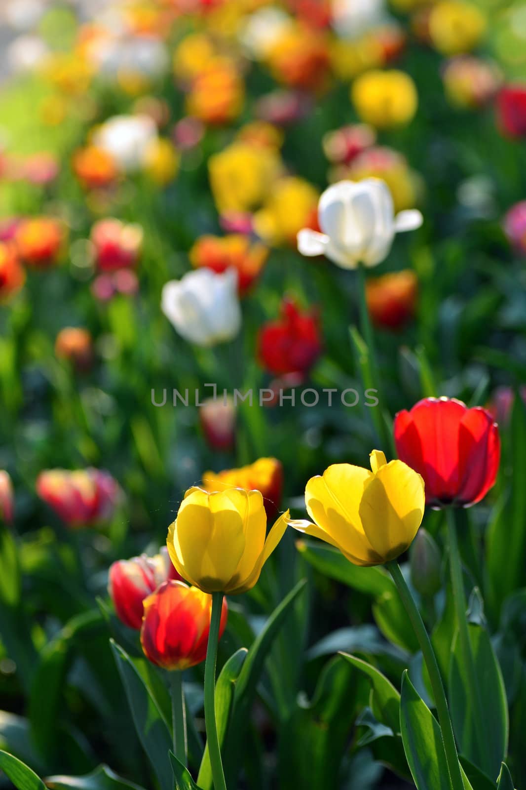 Field of bloomong tulips. Focus on first plan
