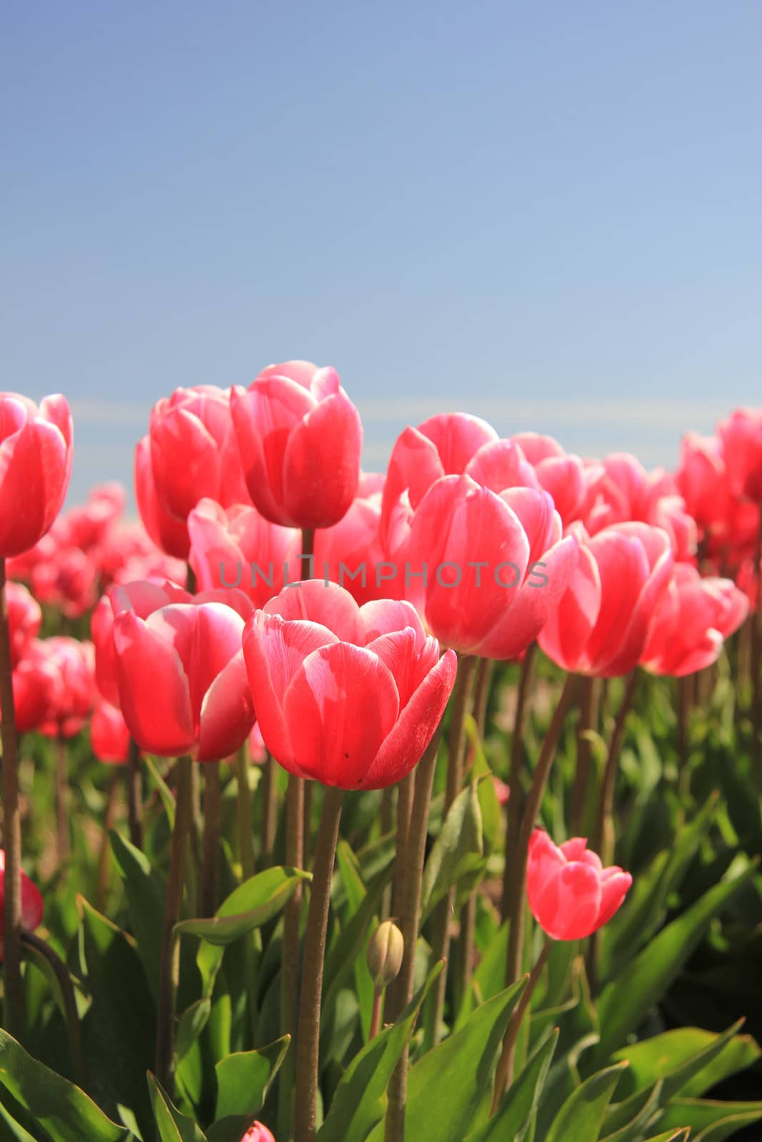 Pink tulips on a field and a clear blue sky, sunlight makes them look a bit transparent