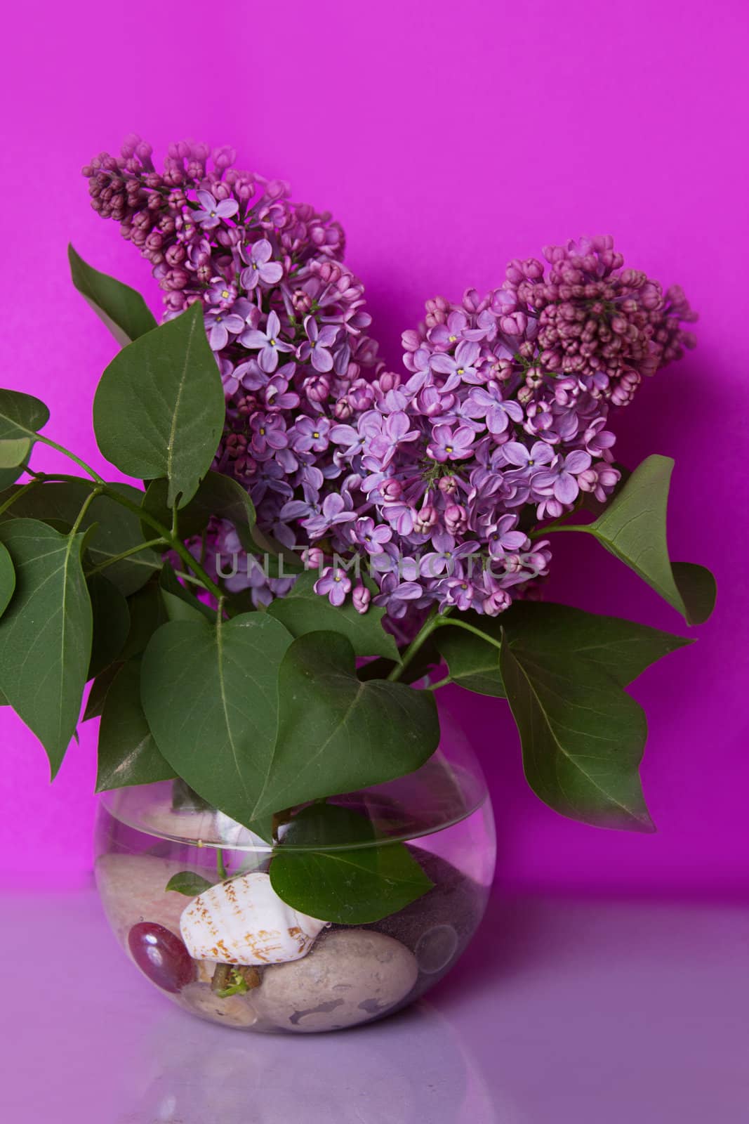 Bunch of violet lilac flower in vase on violet background