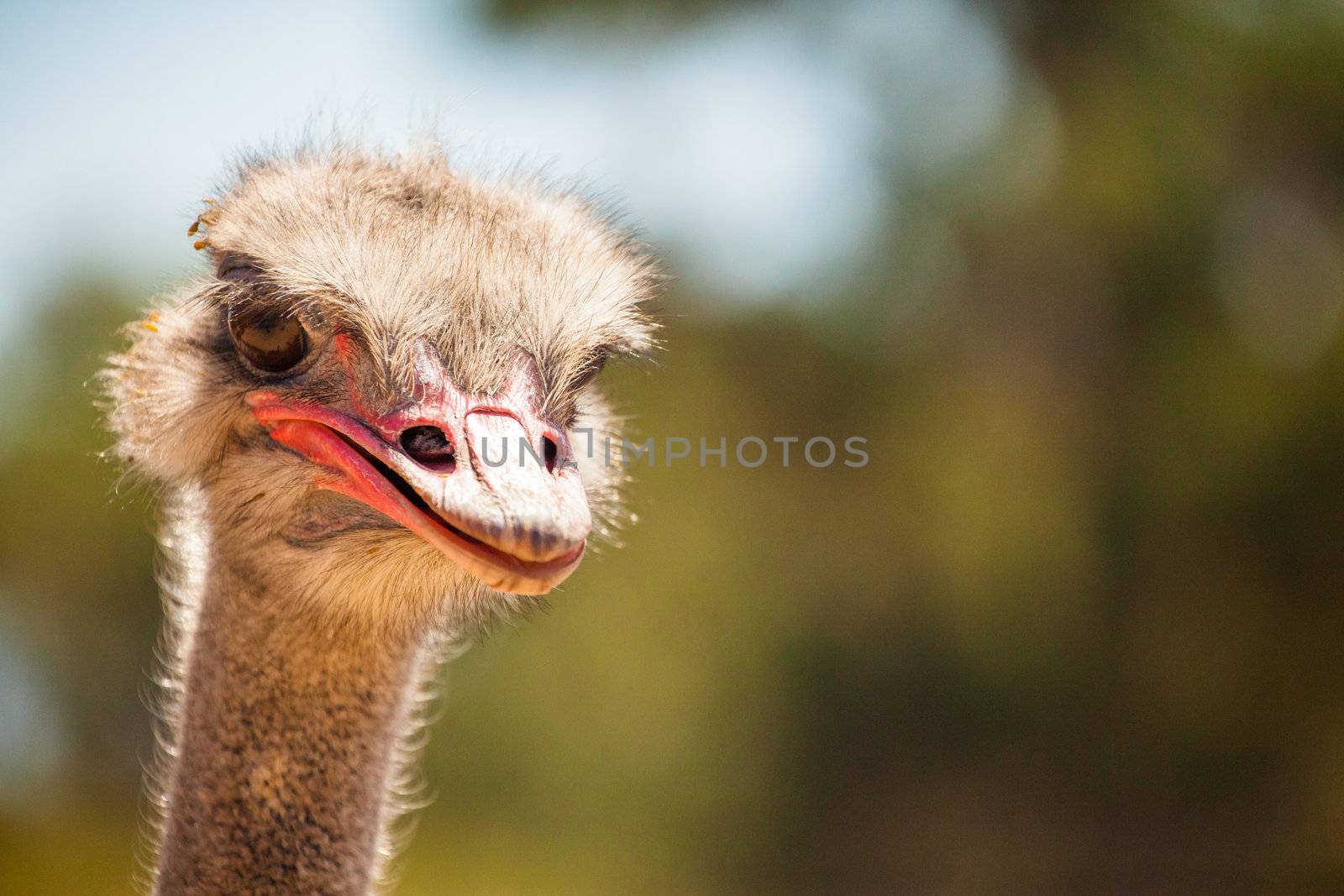 Wild ostrich stares into the camera with its curious gesture.