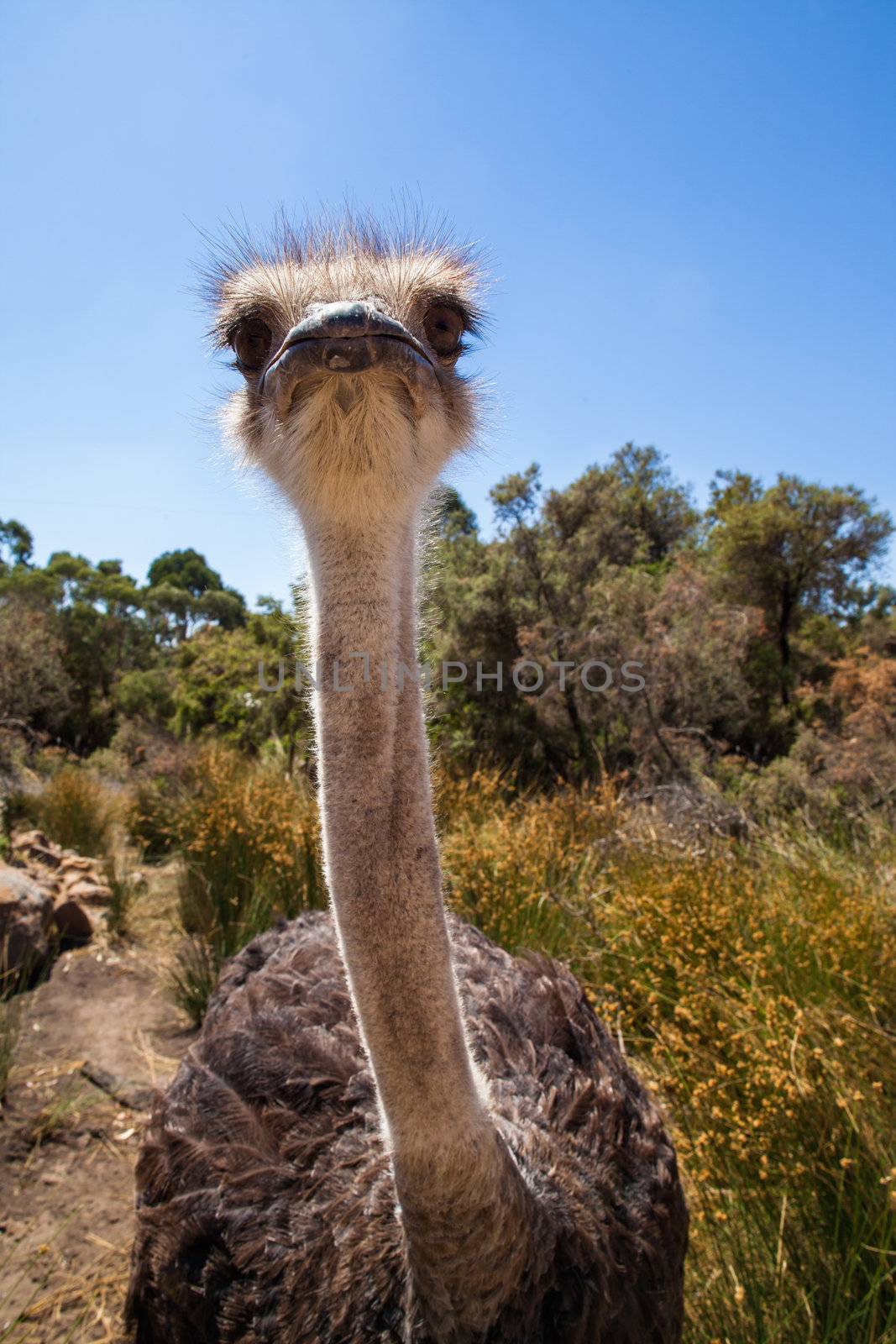 Ostrich stands in the bright sun stares at camera by hangingpixels