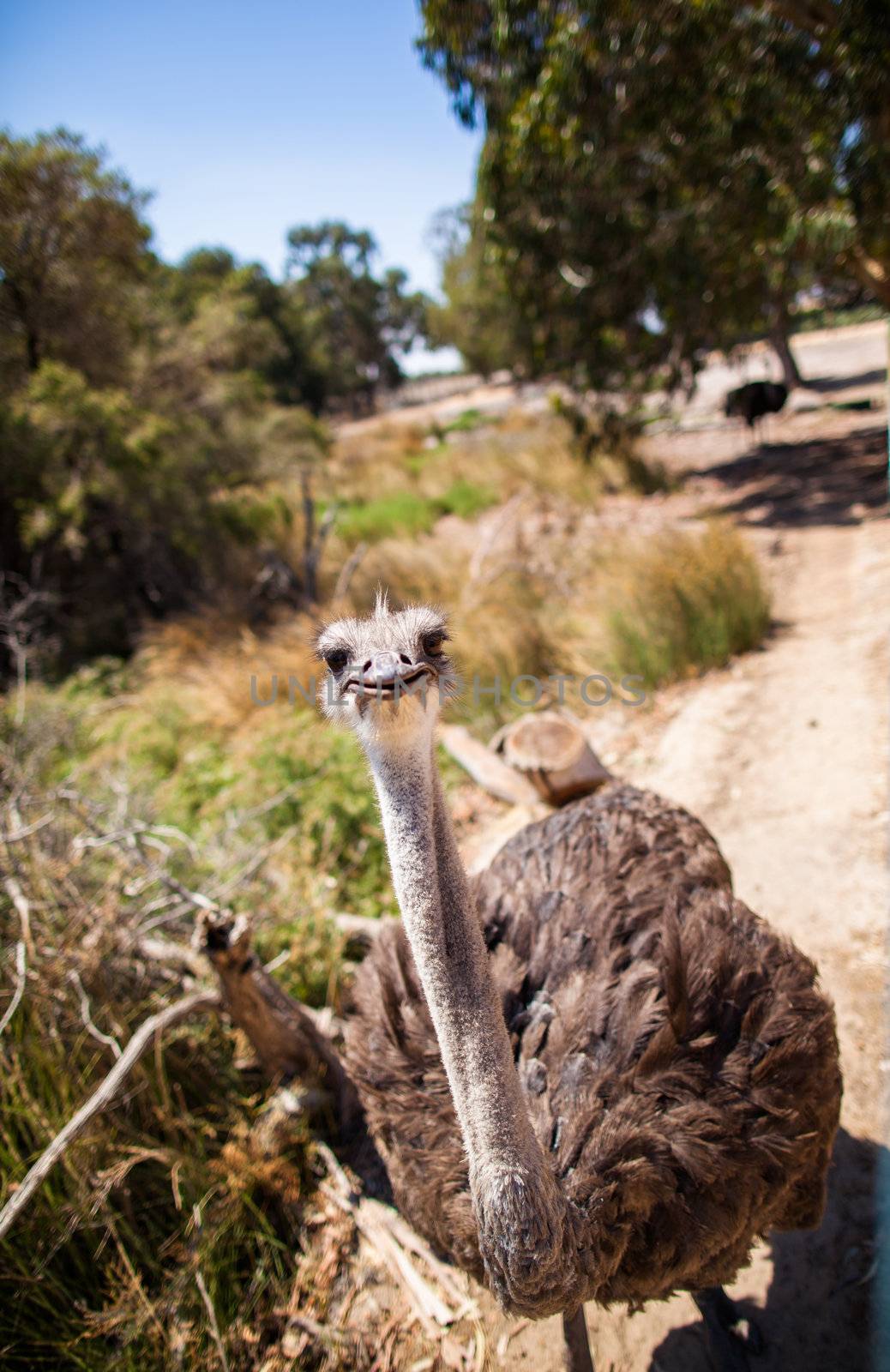 Ostrich stands in the bright sun stares at camera by hangingpixels