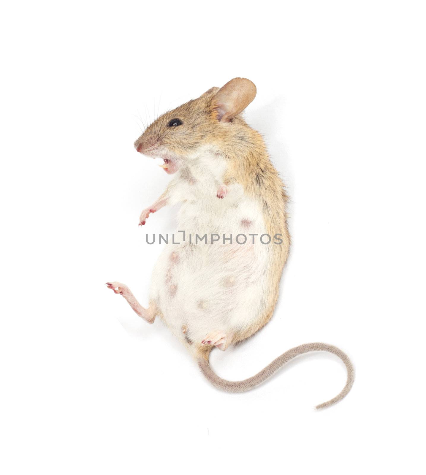 mouse on a white background by schankz