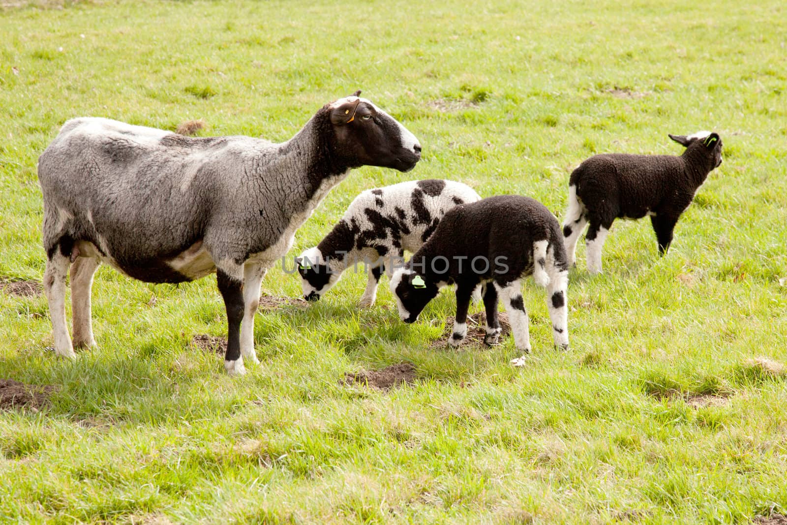 grey sheep with three lambs in meadow by ahavelaar