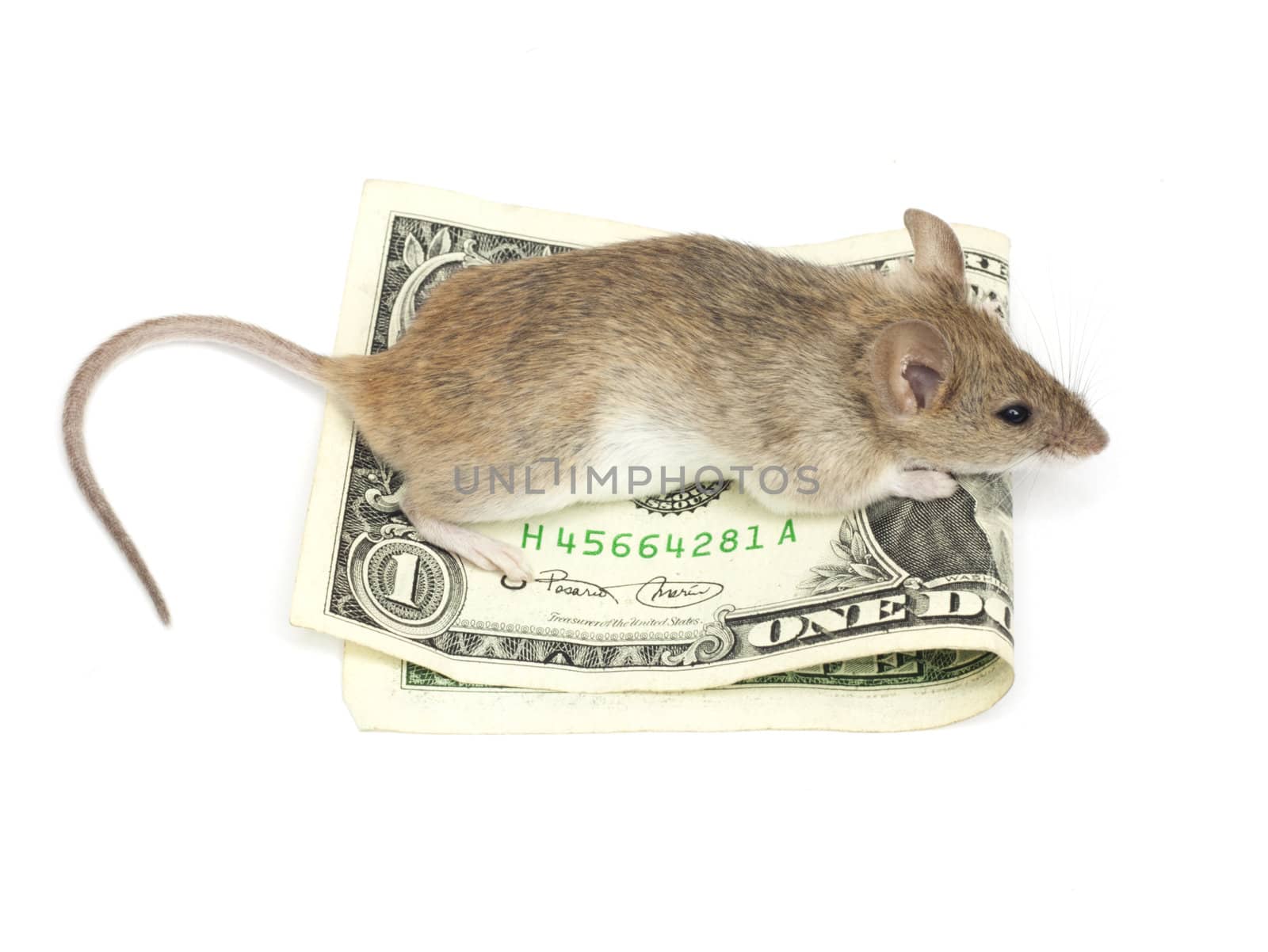 mouse and the dollar by schankz