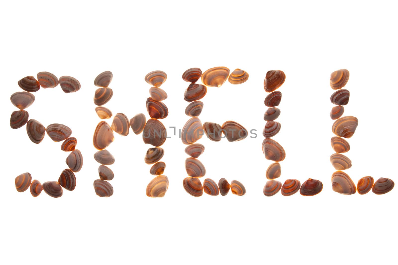 the word shell made of sea shells and white background