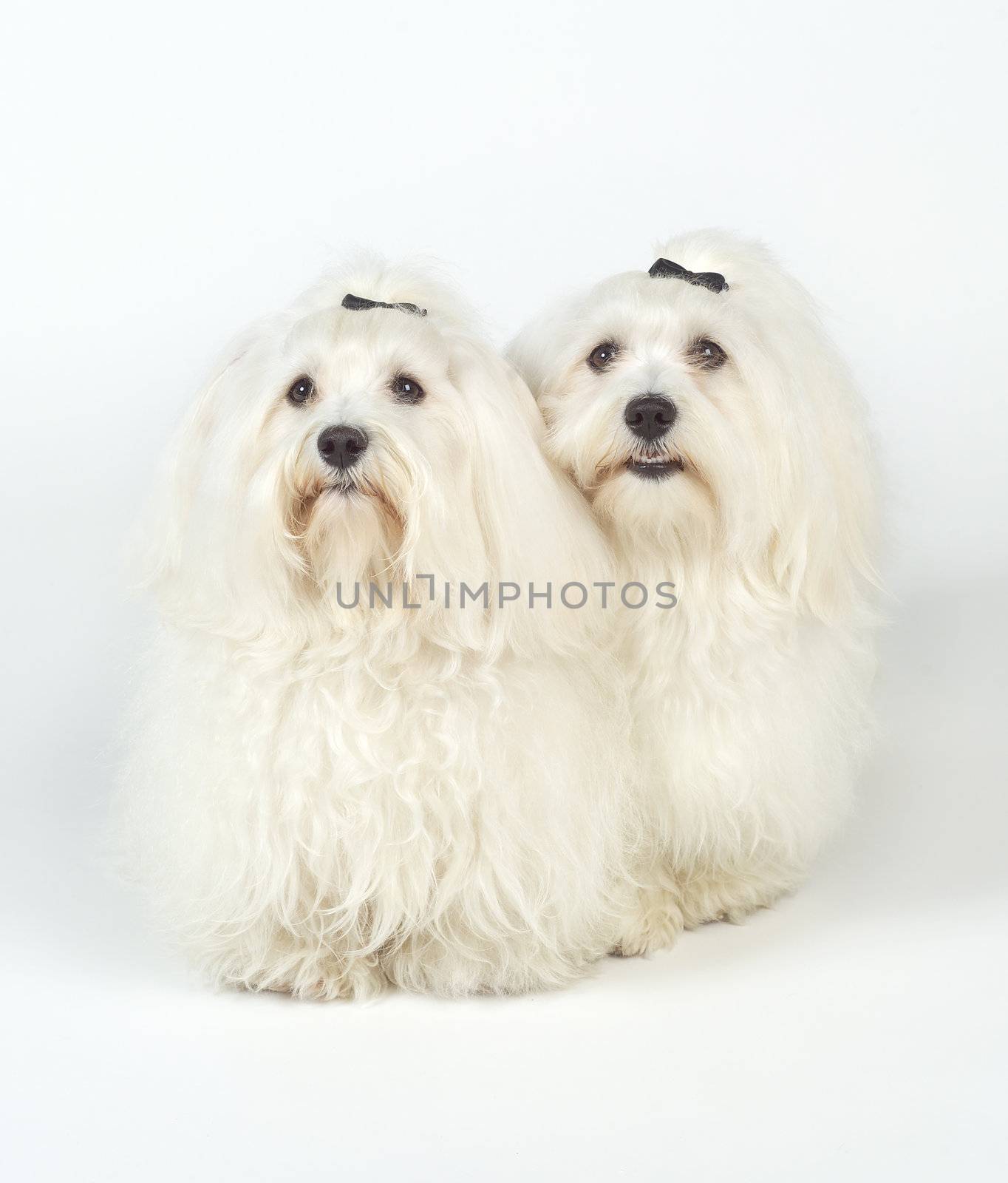 White Dogs isolated on white background