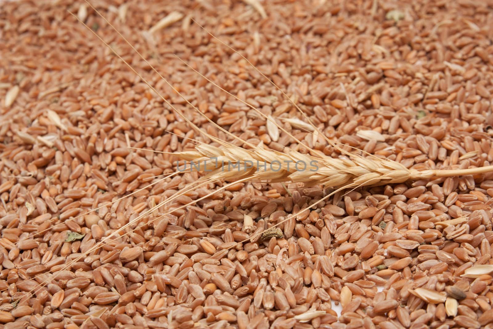 ear of wheat in the background by schankz