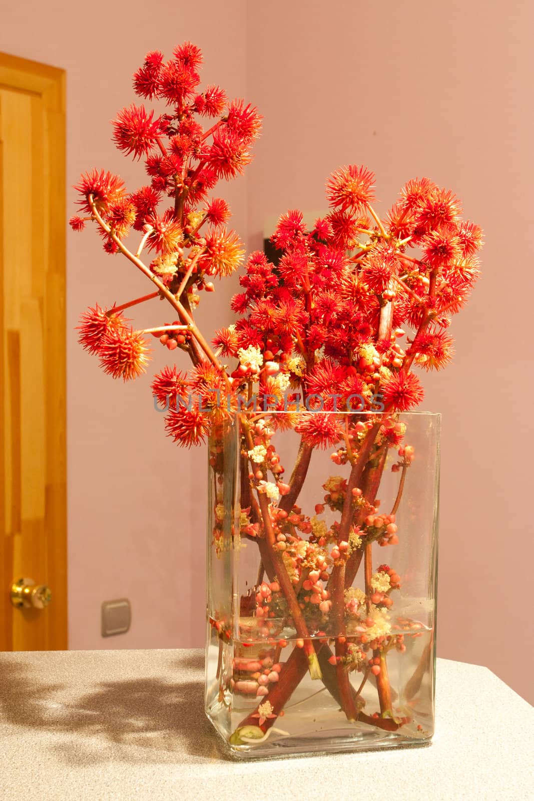 red flowers in vase