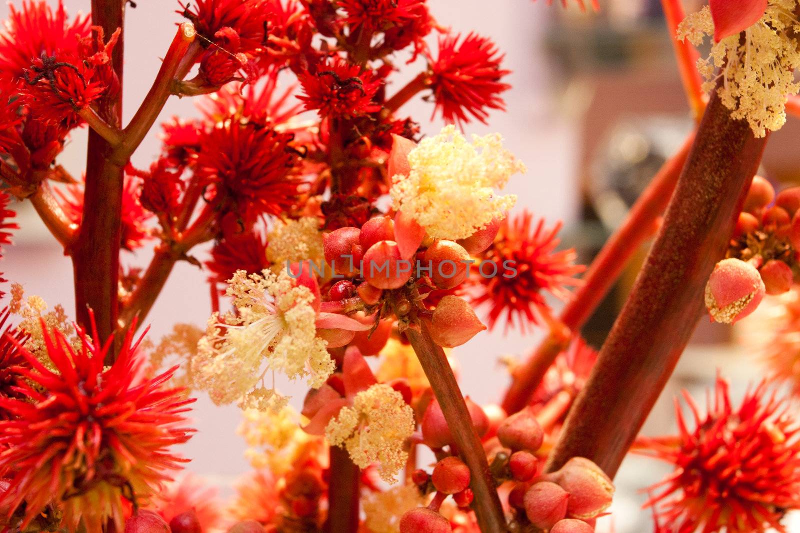 background with red flowers