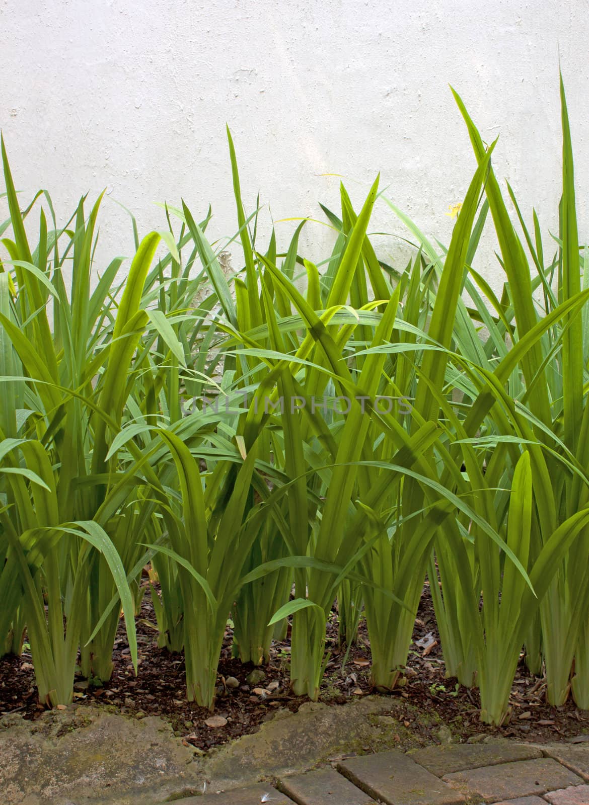  Long, slender leaves, grass green wall natural