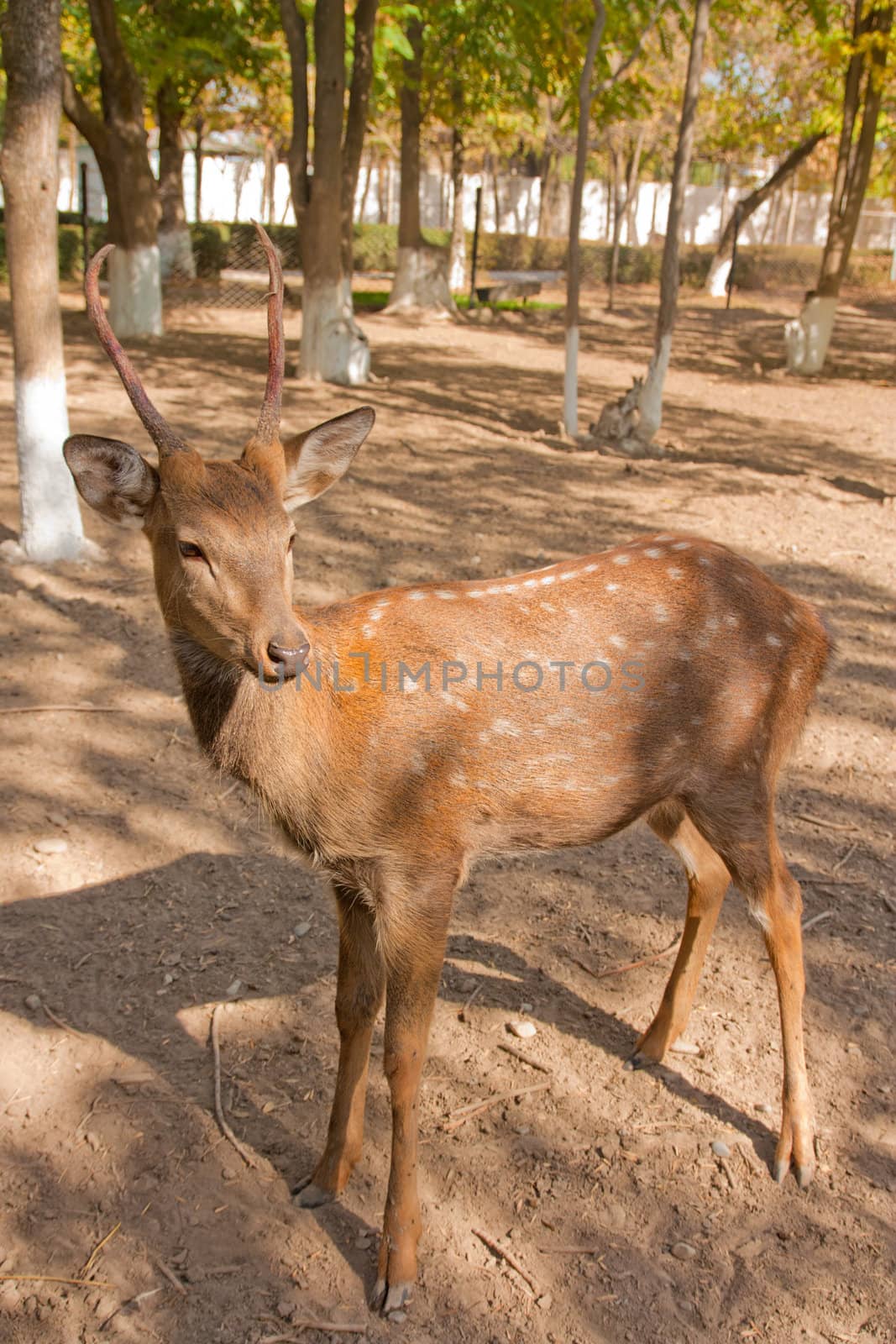antelope by schankz