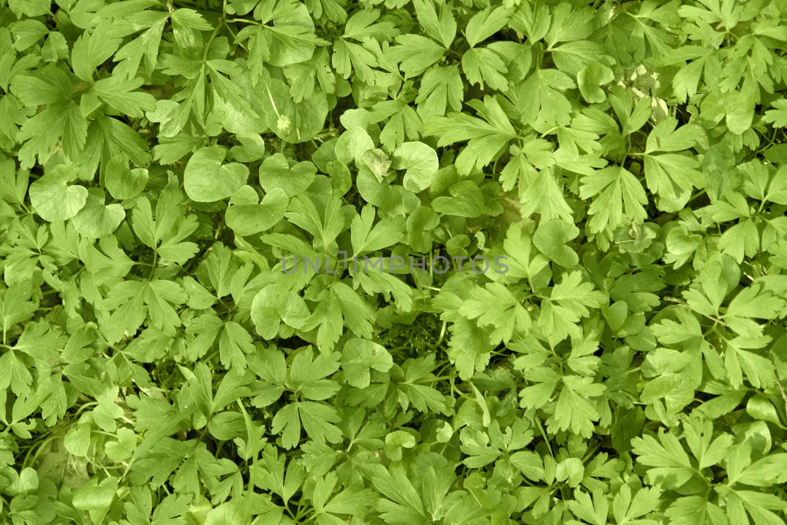 full frame background with fresh green leaves