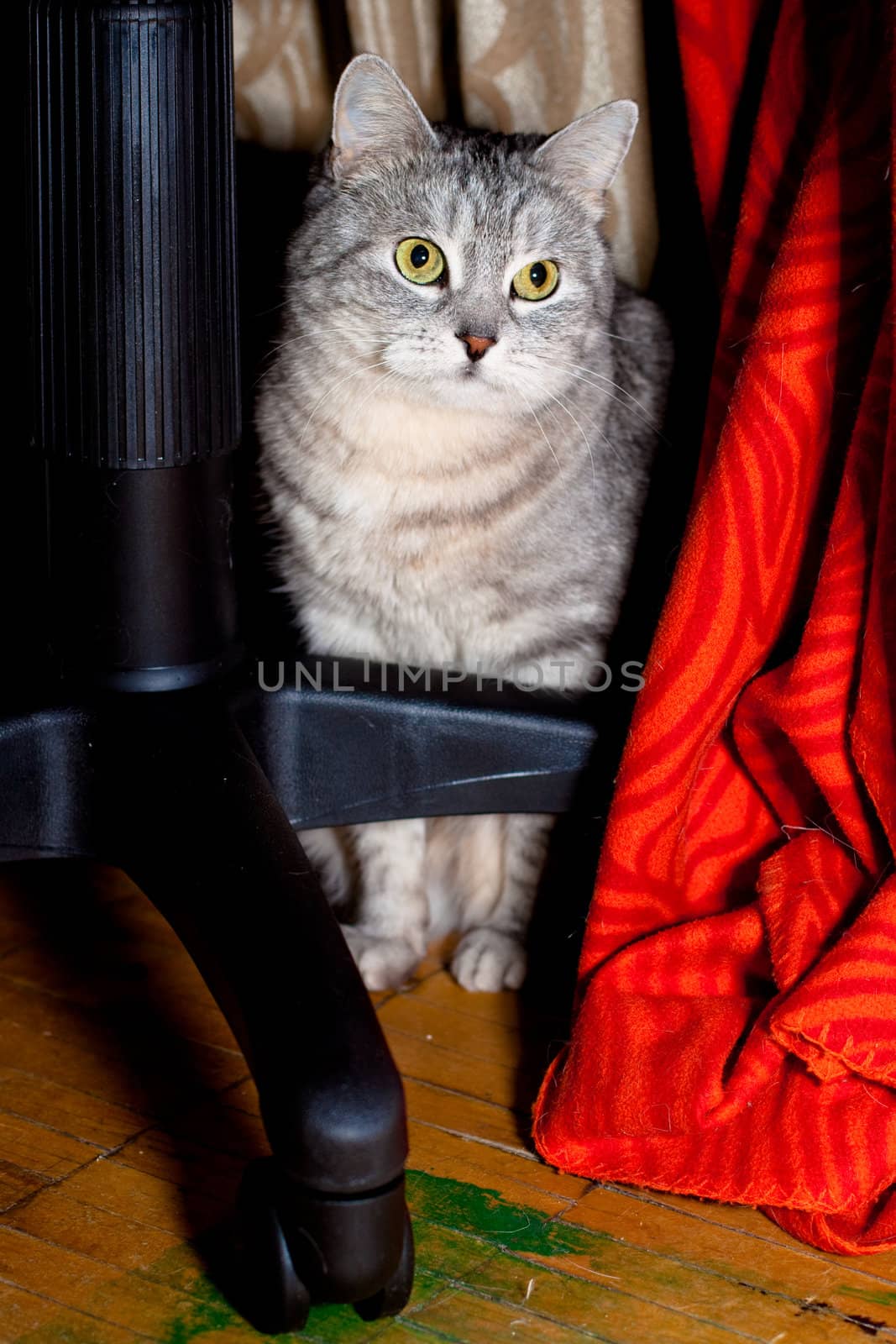 A grey tabby cat sitting under a chair
