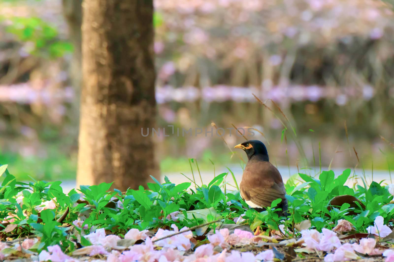 Common Myna Acridotheres tristis stand bottom a tree.