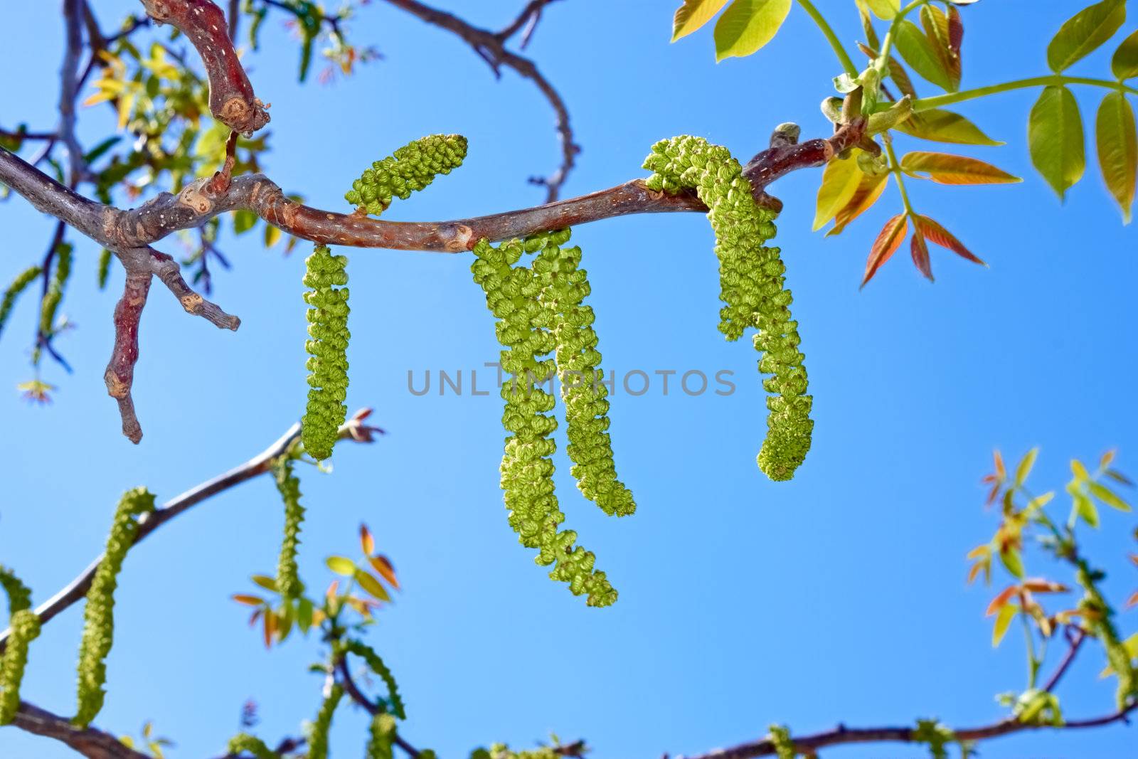 Flowering branches of walnut on the background of blue sky
