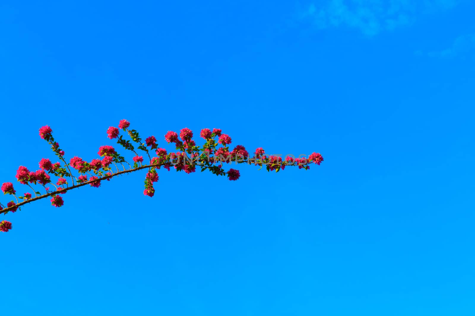 Flower and branches under the blue sky.