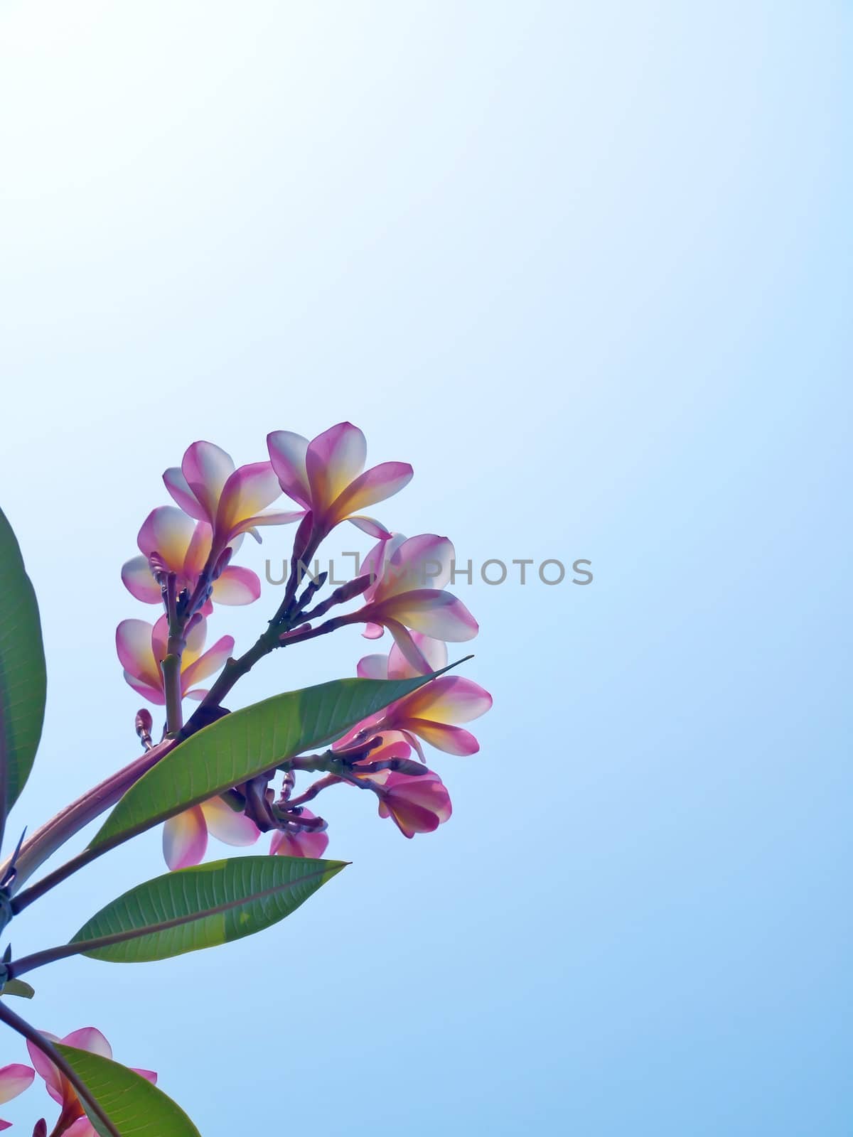 Beautiful frangipani (Plumeria) with blue sky