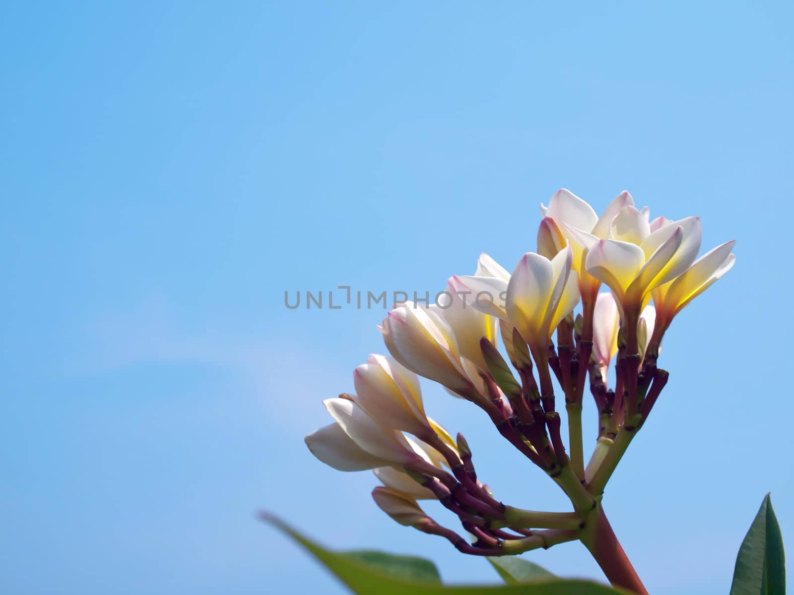 Branch of tropical flowers frangipani (Plumeria) with blue sky