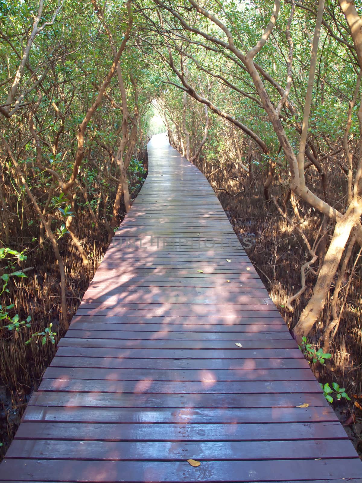 Boardwalk underpass of trees to the otherworldly of deep forest