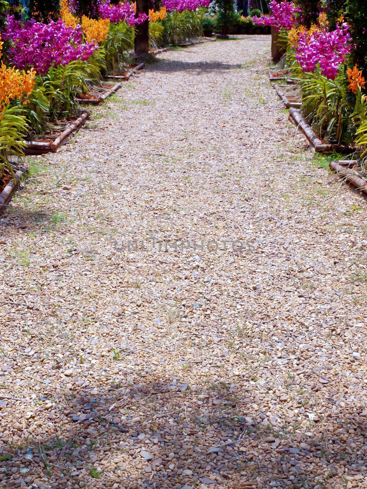 Walkway among orchid flowers in the park