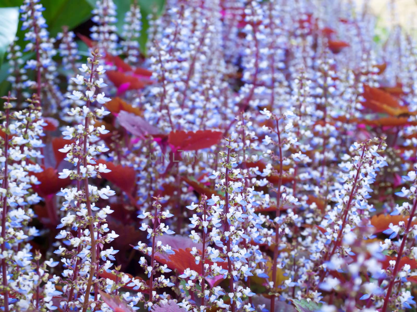 Colorful field of coleus flowers with shallow DoF(depth of field), Solenostemon scutellarioides common name Coleus, Flame Nettle, Painted Nettle