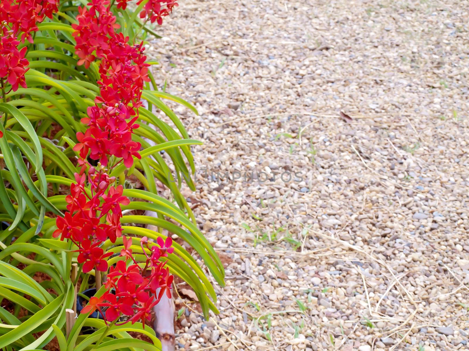 Walkway among red orchid flowers in the park