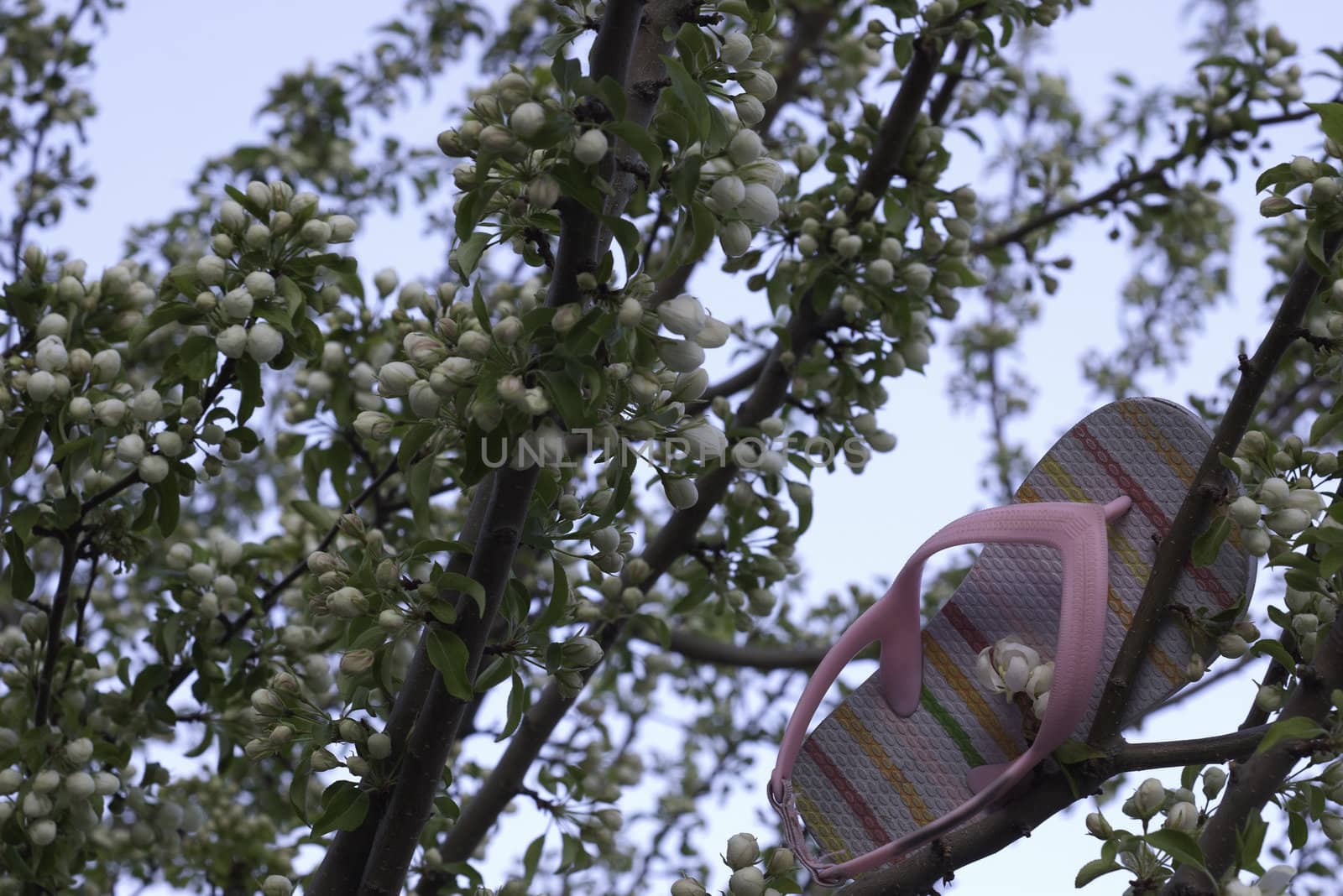 pink child shoe flip flop stuck in tree