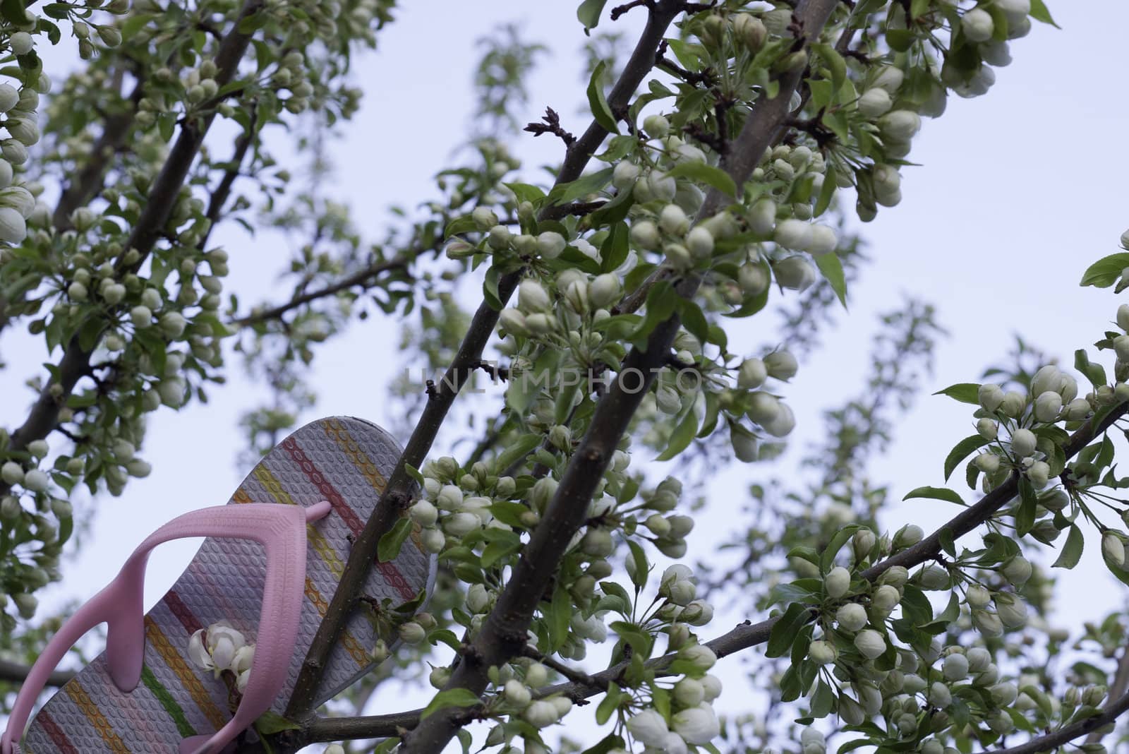 pink shoe stuck in blossom tree by kjcimagery