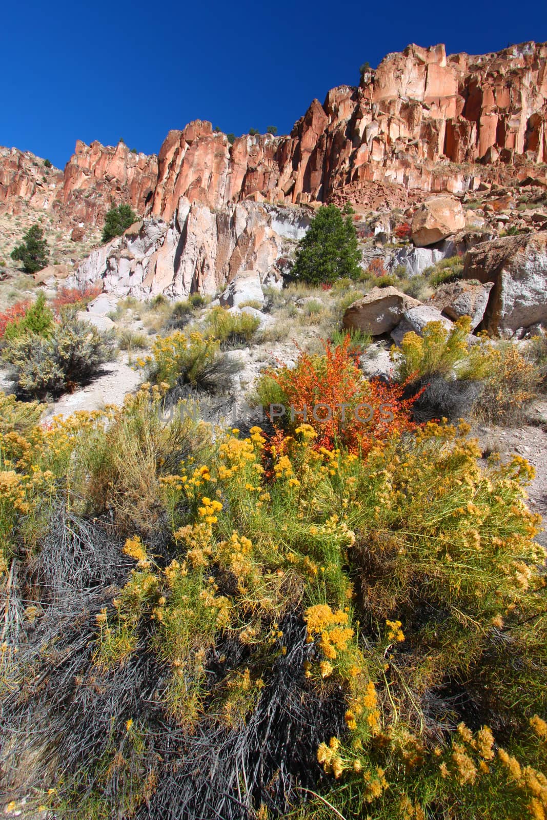 Rocky scenery and wildflowers at Fremont Indian State Park of Utah.