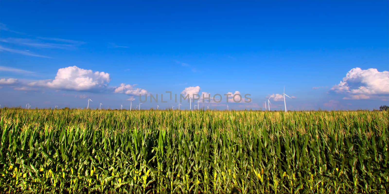 View of an Illinois cornfield on a beautiful sunny day.