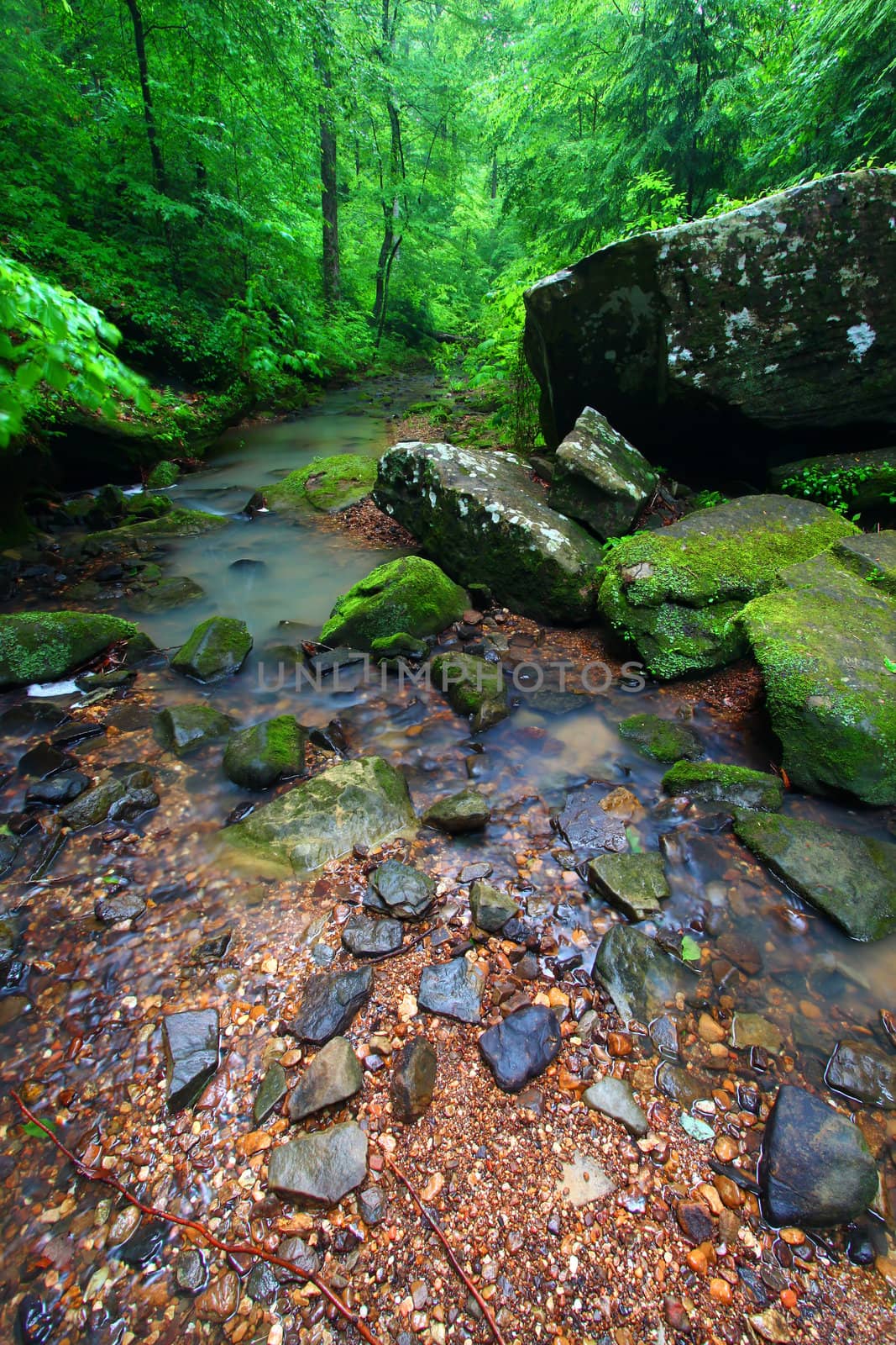 Tranquil stream cuts a deep gorge through the lush forests of northern Alabama.