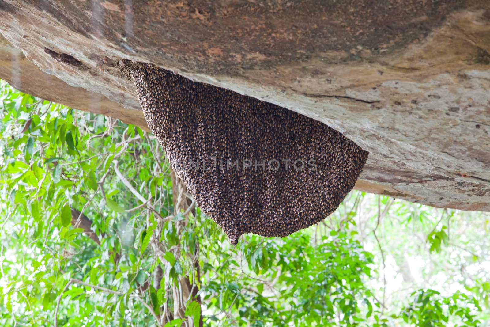 honey bee swarm on stone in cave
