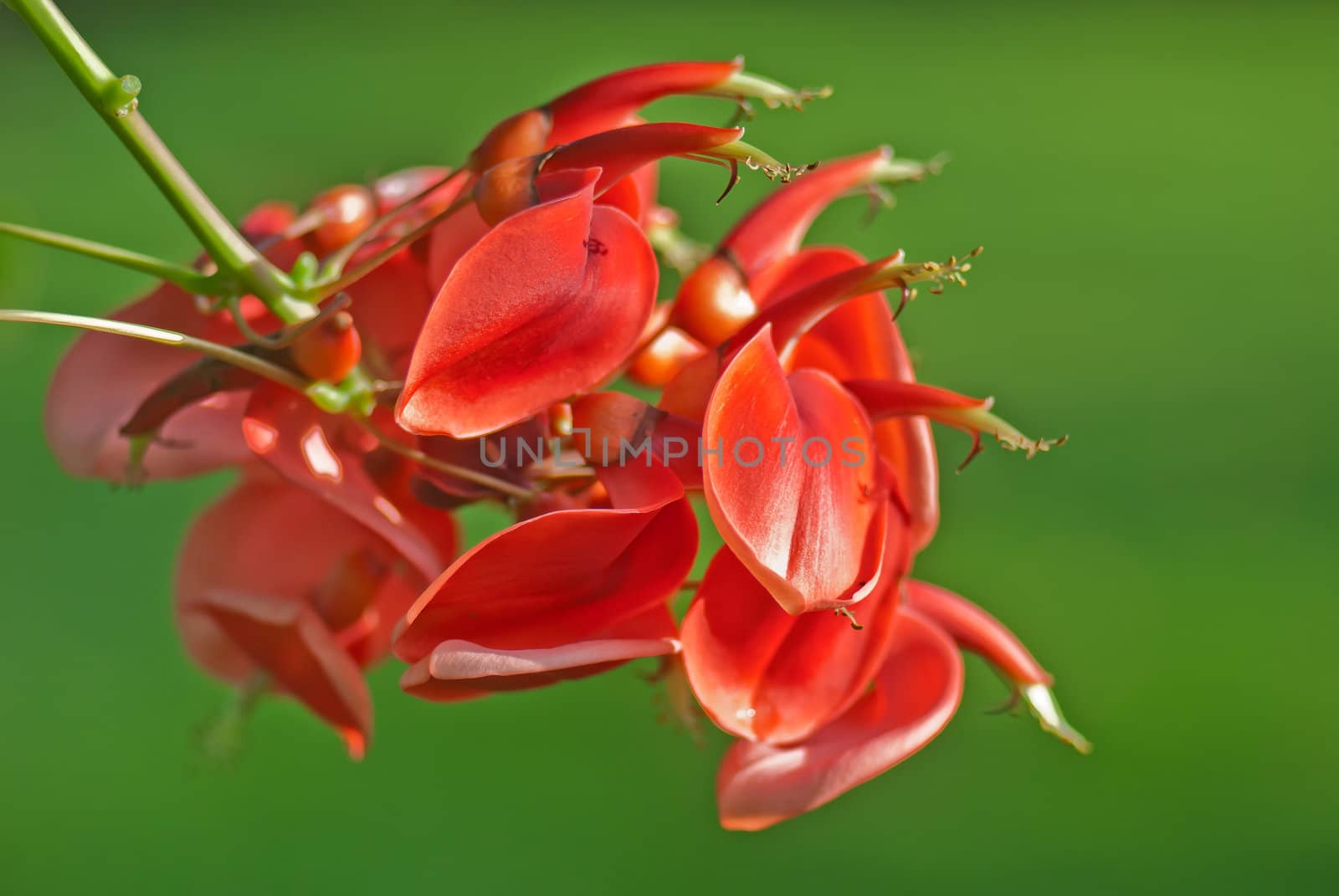 It's scientific name is called Erythrina crista-galli